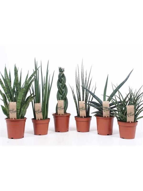 Sansevieria cylindrica mixed luxe