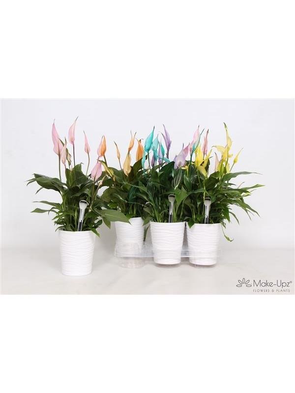 Spathiphyllum bellini ultimo colorz col12011