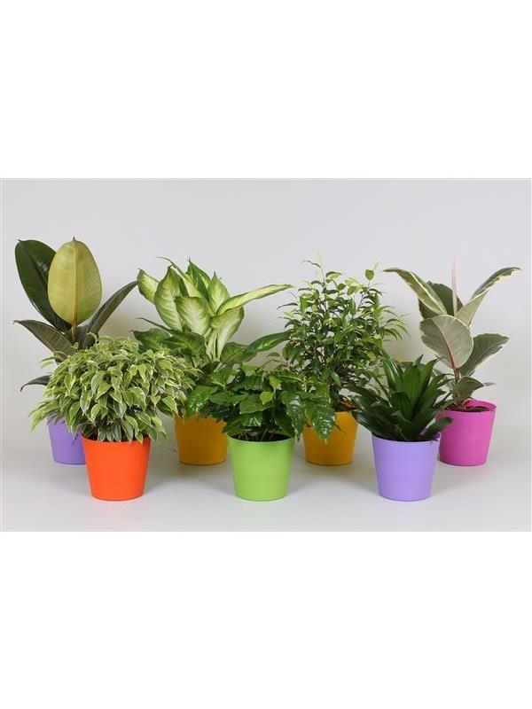 Arrangements Plants mixed