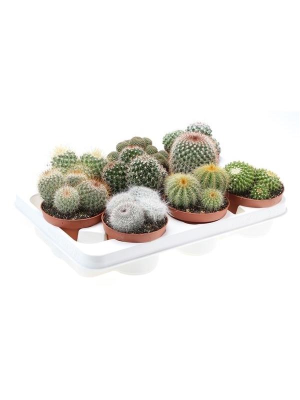 Cactus mixed bolmix 155