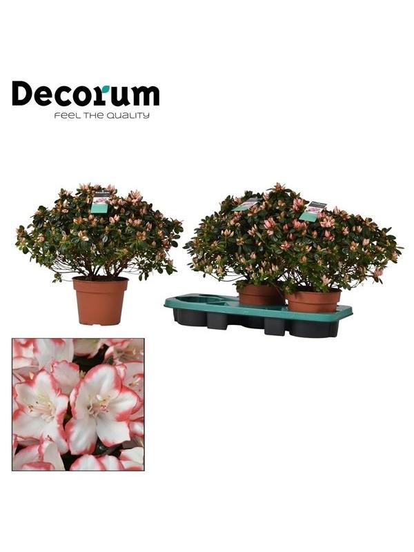 Rhododendron simsii sachsenstern
