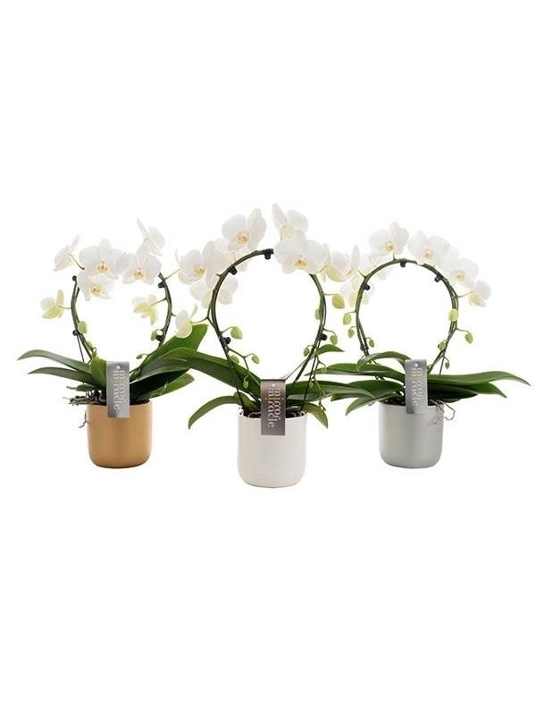 Phalaenopsis multiflora white mirror smwc