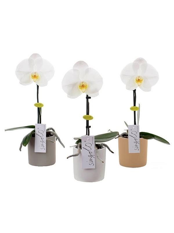 Phalaenopsis singolo white siwm