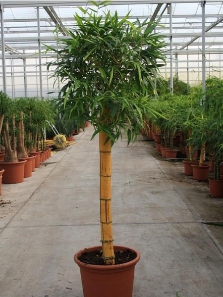 Bambusa vulgaris 200 cm