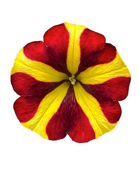 Petunia Yellow red
