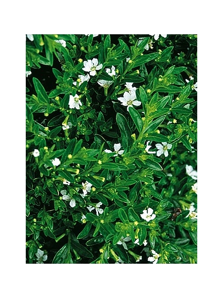 Cuphea Hyssopifolia White