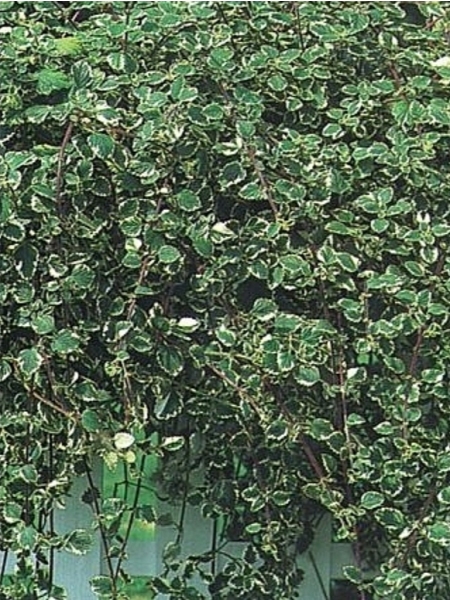 Moljevec ali Plectranthus