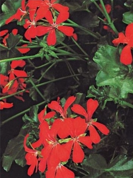 Pelargonija Bršljanka Viseča(2 rastlini v loncu)